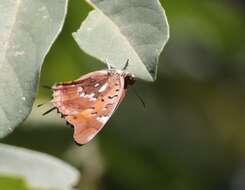 Plancia ëd Charaxes jahlusa argynnides Westwood 1864