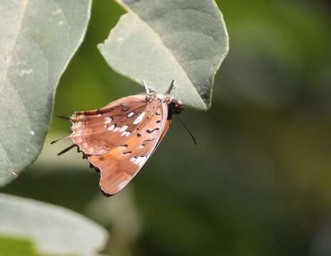 Image of Charaxes jahlusa argynnides Westwood 1864