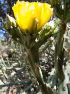 Image of Thornber's buckhorn cholla