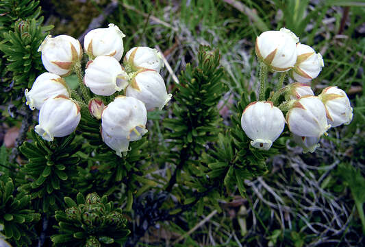 Image of Aleutian Mountain-Heath