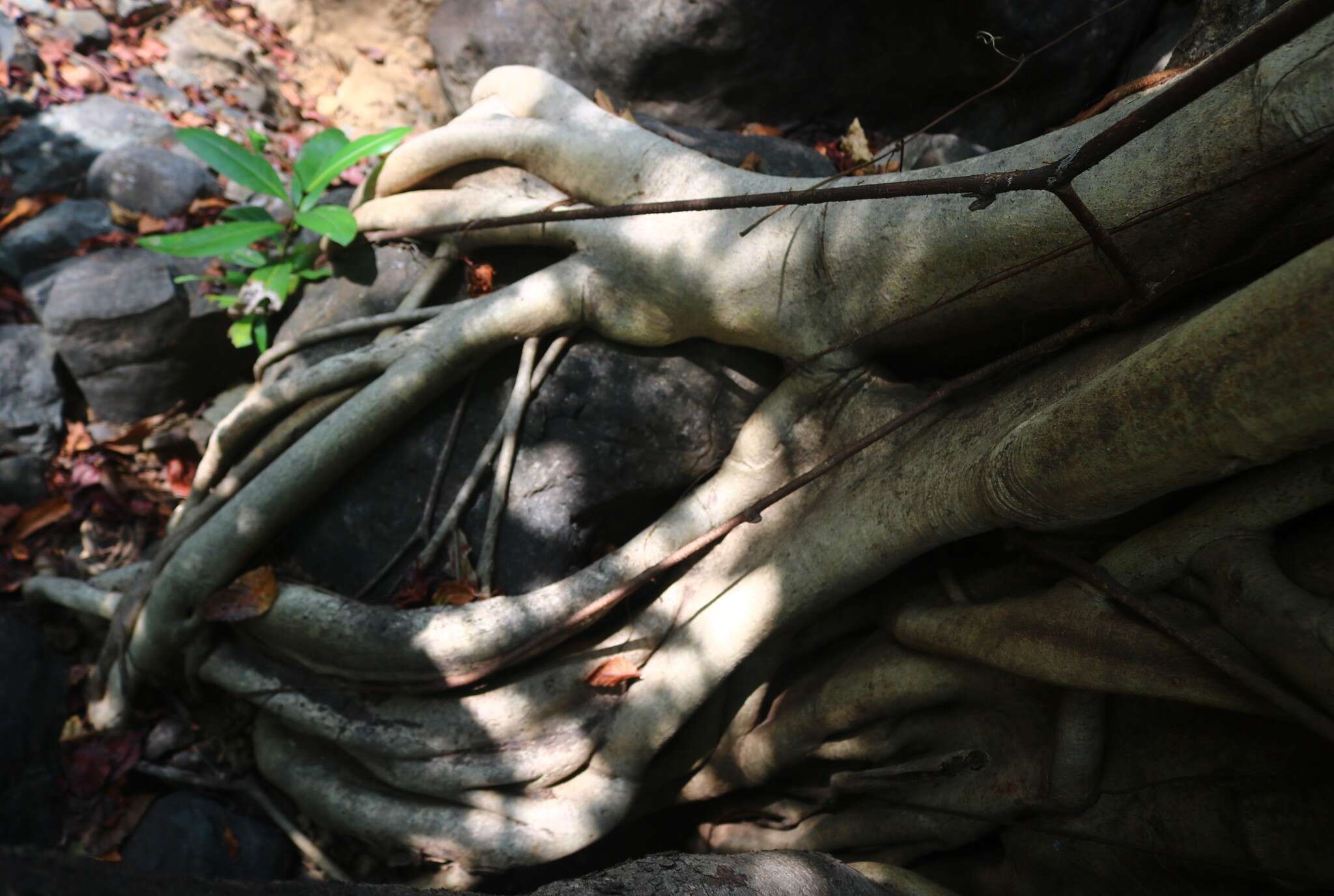 Image of Ficus talbotii King