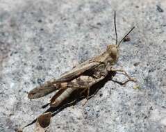 Image of Ridged Grasshopper