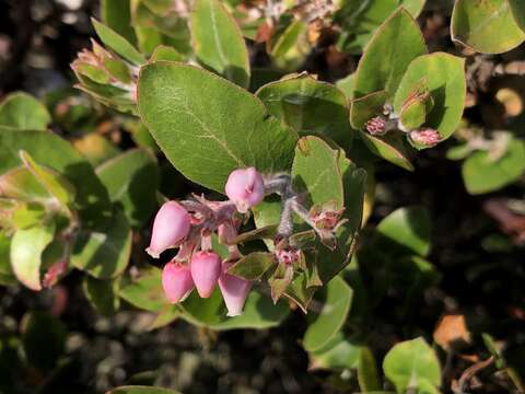 Image de Arctostaphylos osoensis P. V. Wells