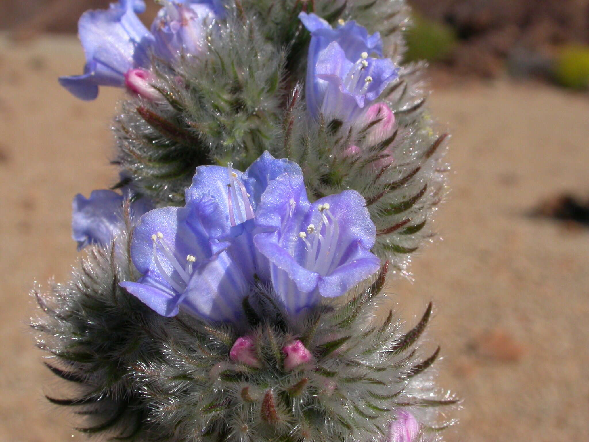 Echium auberianum Webb & Berth. resmi