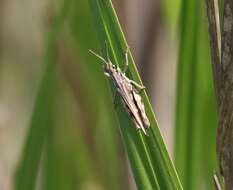 Chimarocephala californica (Bruner & L. 1905)的圖片