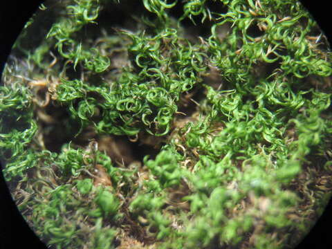 Image of montane dicranum moss