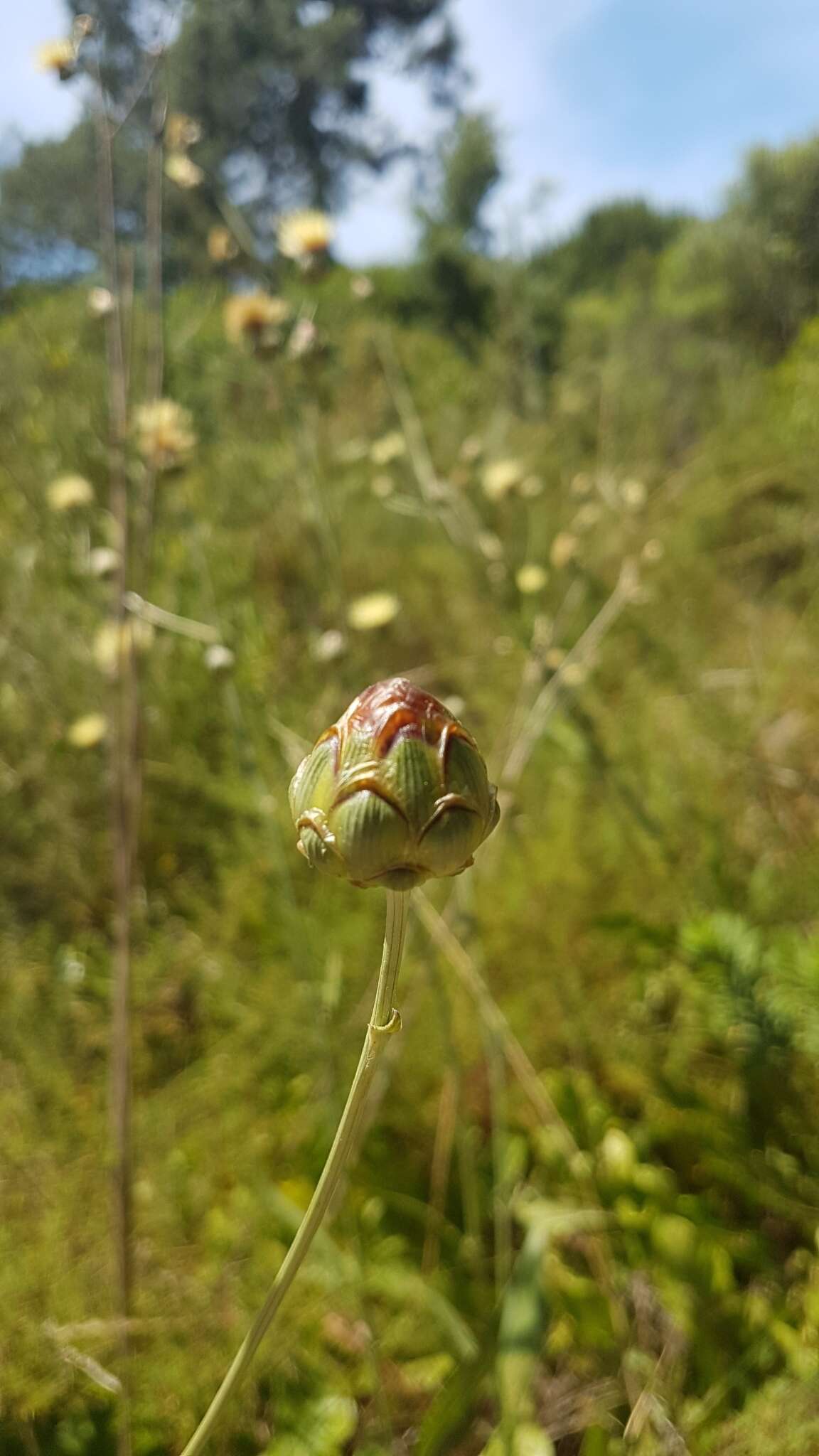 Sivun Rhaponticoides africana (Lam.) M. V. Agab. & Greuter kuva