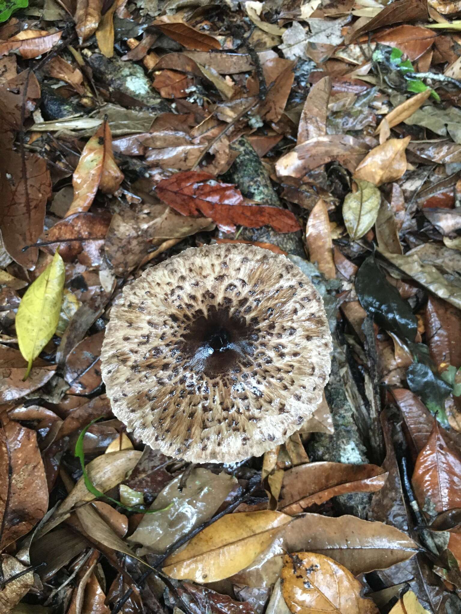 صورة Macrolepiota eucharis Vellinga & Halling 2003