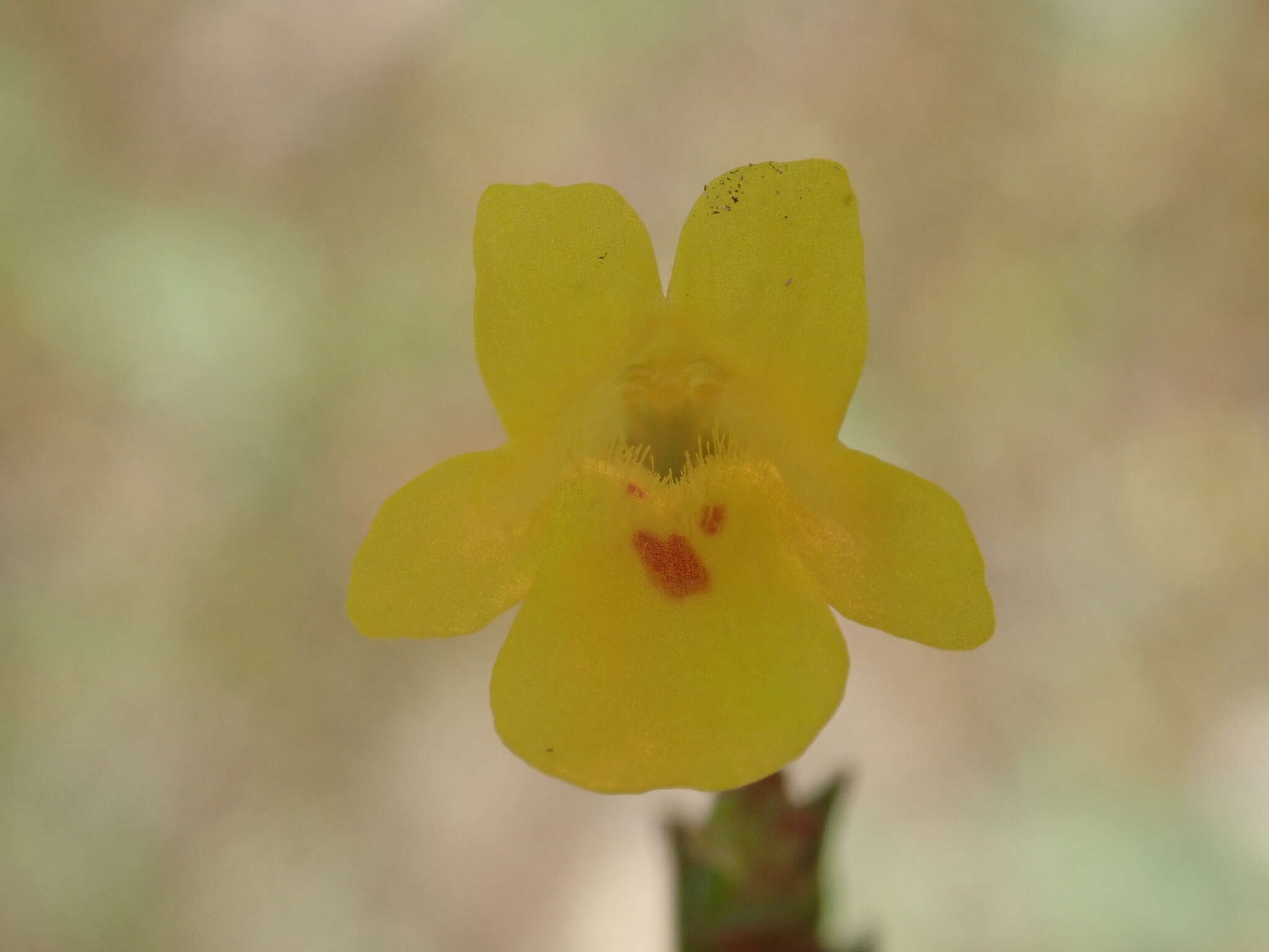 Image of Erythranthe sookensis (B. G. Benedict, Modlisz., Sweigart, N. H. Martin, Ganders & J. H. Willis)