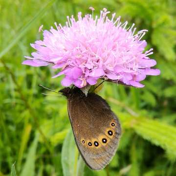 Erebia oeme Hübner 1803 resmi