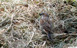 Image of Kenya Rufous-Sparrow