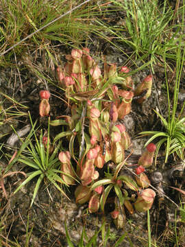 Image of Nepenthes smilesii Hemsl.