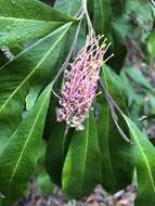 Image of Grevillea barklyana F. Müll. ex Benth.