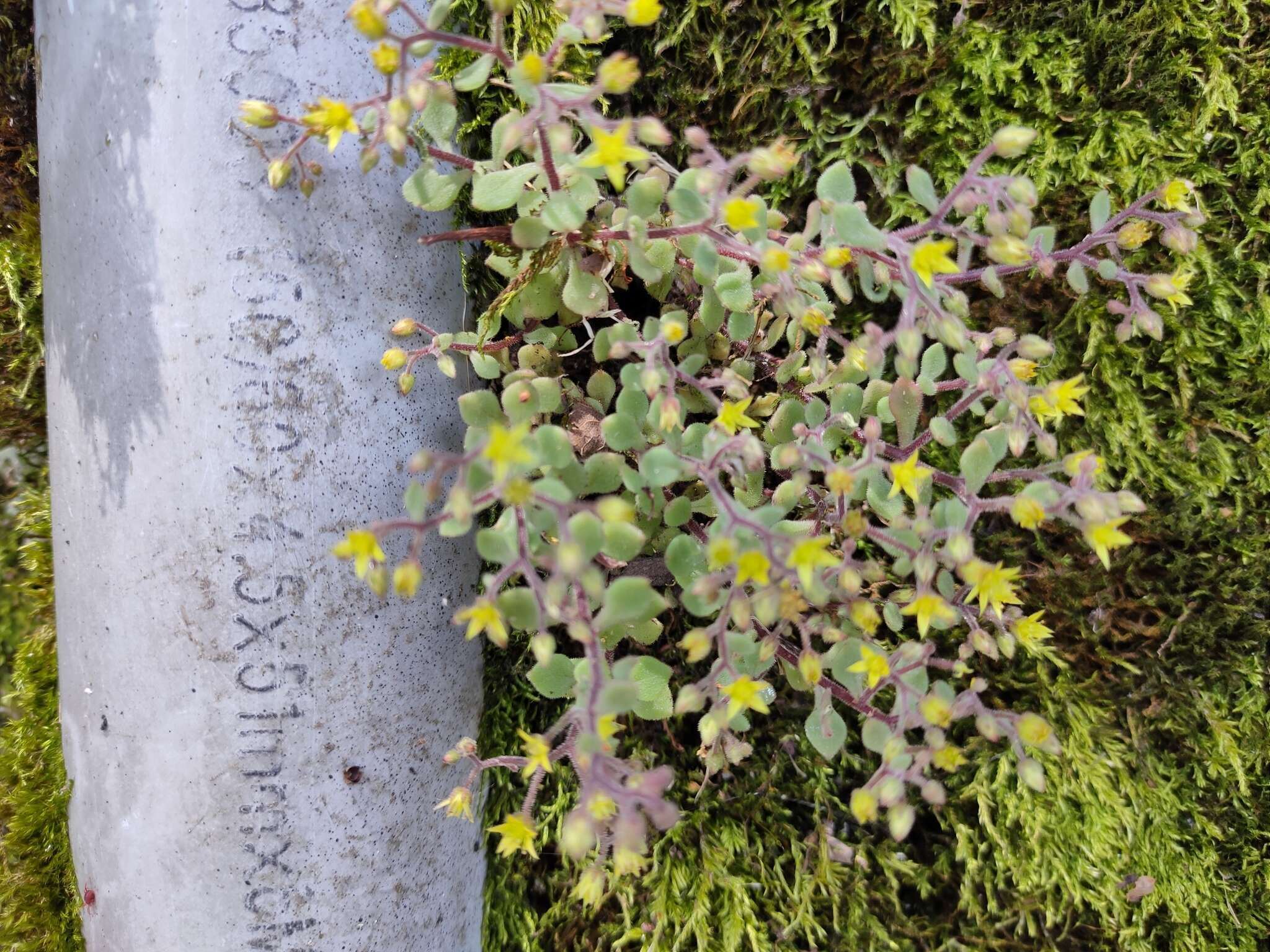 Image of Sedum stellariifolium Franch.