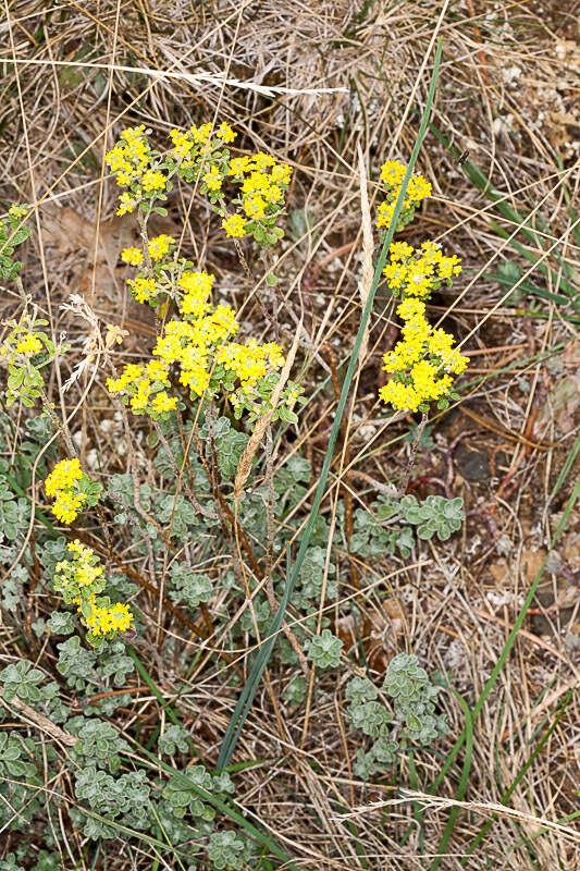 Image of yellowtuft