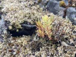 Image of Coast Range stonecrop