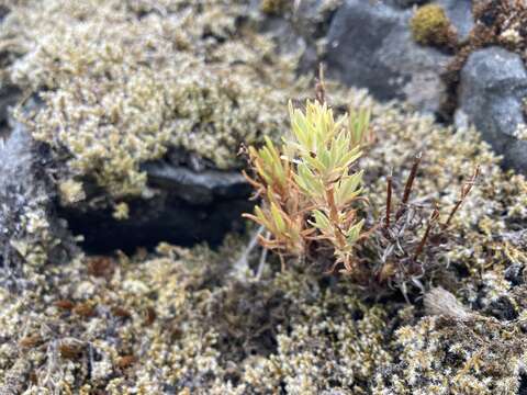 Слика од Sedum radiatum subsp. ciliosum (T. J. Howell) Clausen