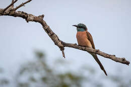 Image of Northern Carmine Bee-eater