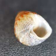 Image of Grooved Top-Shell