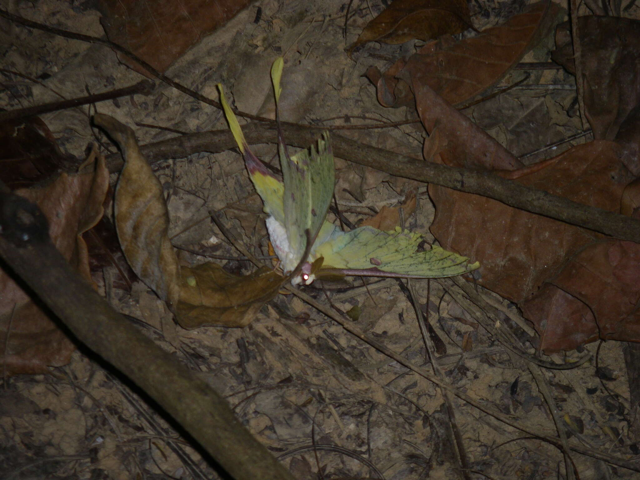 Image of Actias sinensis subaurea Kishida 1993