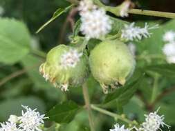 Plancia ëd Schizomyia eupatoriflorae (Beutenmuller 1907)