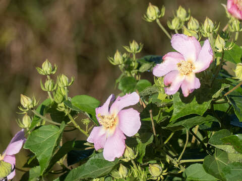 Image of Hibiscus makinoi Y. Jotani & H. Ohba