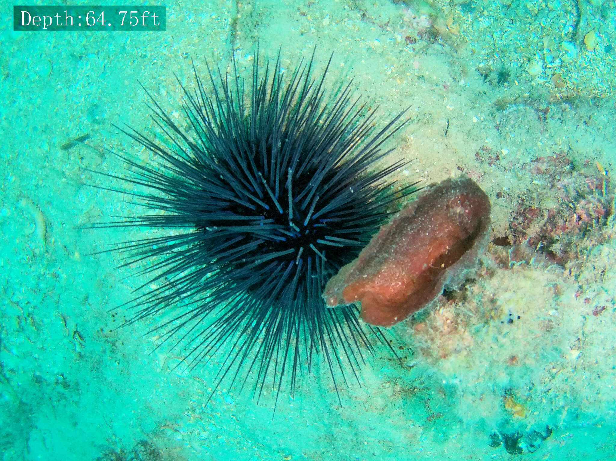 Image of Centrostephanus tenuispinus H. L. Clark 1914