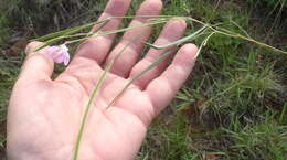 Image of Tephrosia longipes subsp. longipes