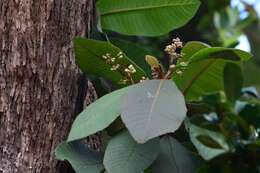 Image of Saurauia scabrida Hemsl.