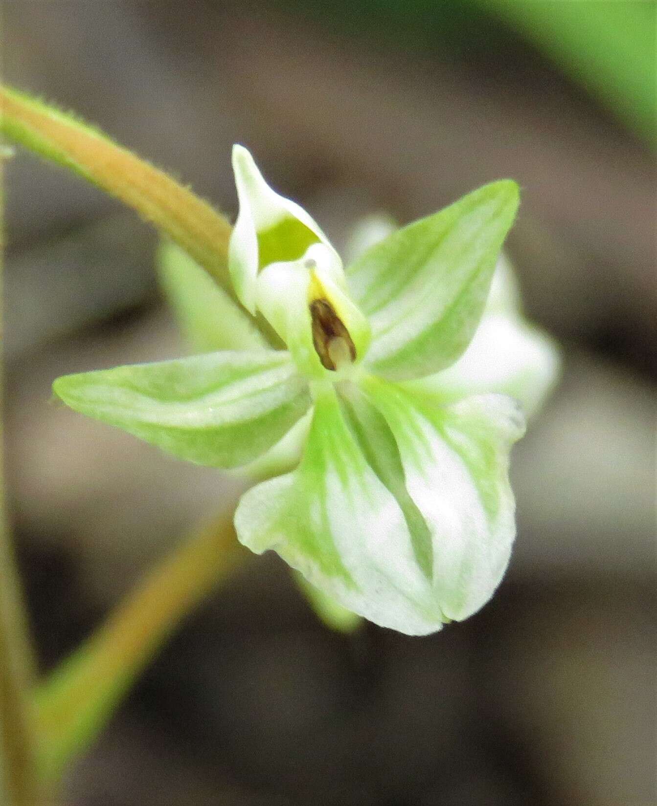 Imagem de Ponthieva racemosa (Walter) C. Mohr