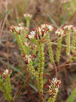 Image of Crassula ericoides Haw.