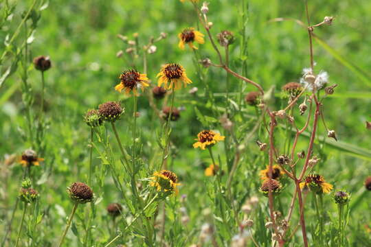 Image of alkali sunflower