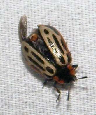 Image of Cottonwood Leaf Beetle