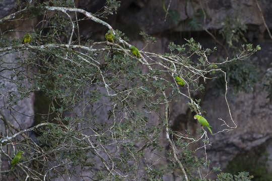 Image of Green Parakeet