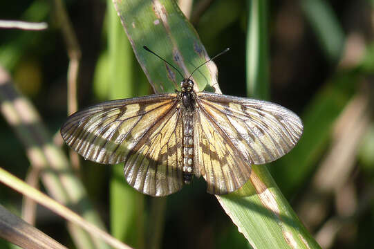 Image of Actinote mamita Burmeister 1861