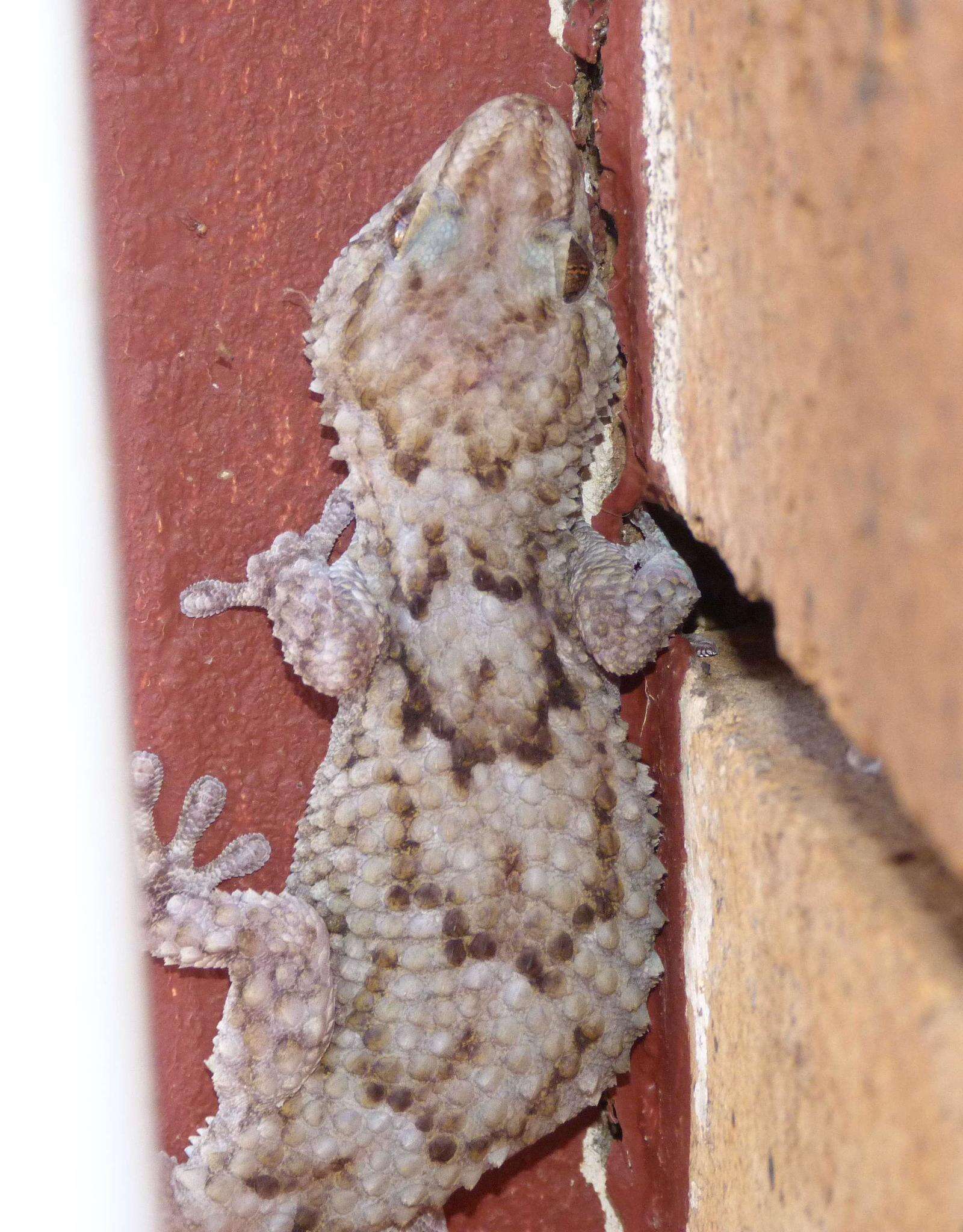 Слика од Chondrodactylus turneri (Gray 1864)