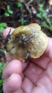 Tricholoma viridilutescens M. M. Moser 1978 resmi