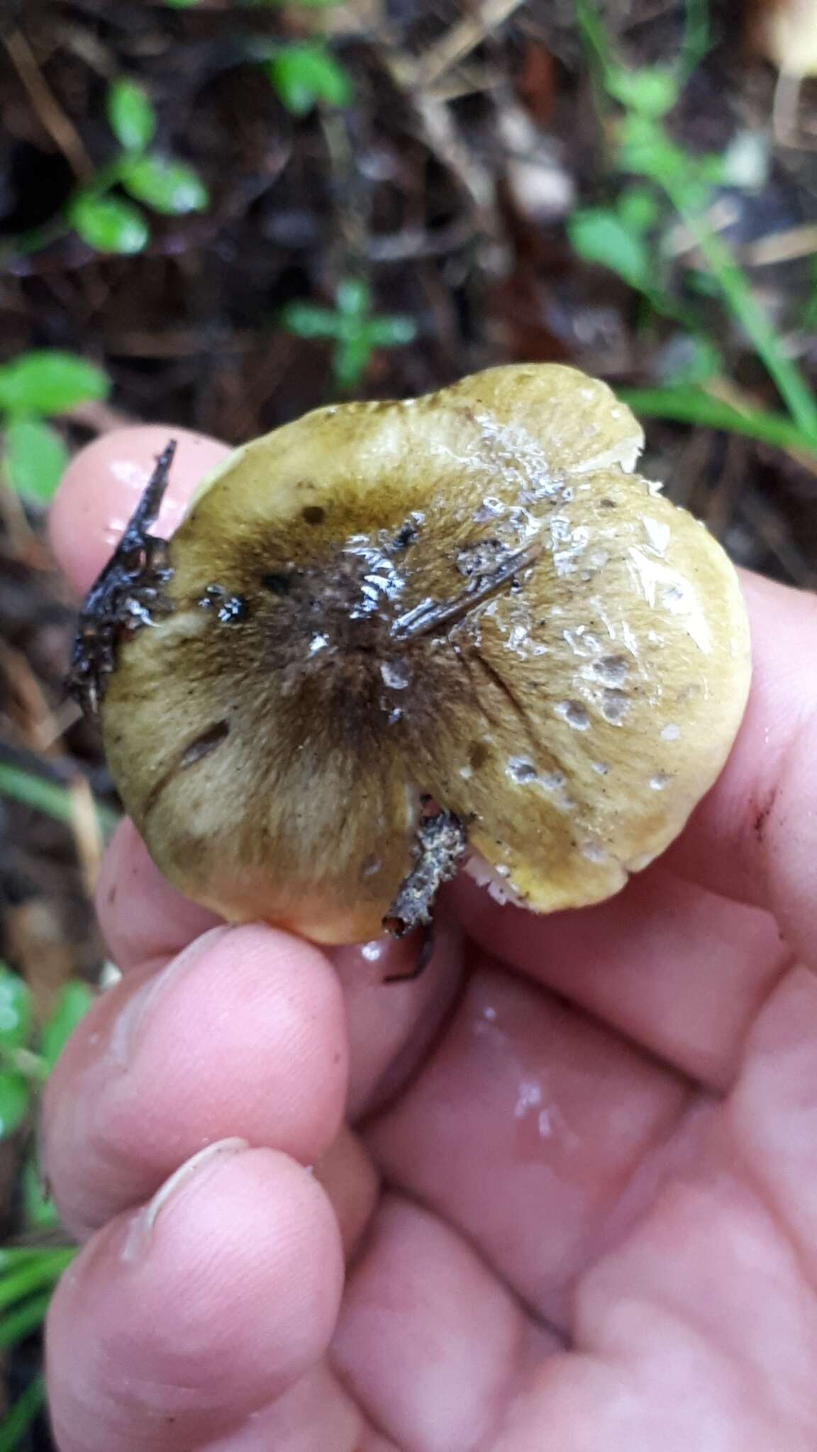 Plancia ëd Tricholoma viridilutescens M. M. Moser 1978