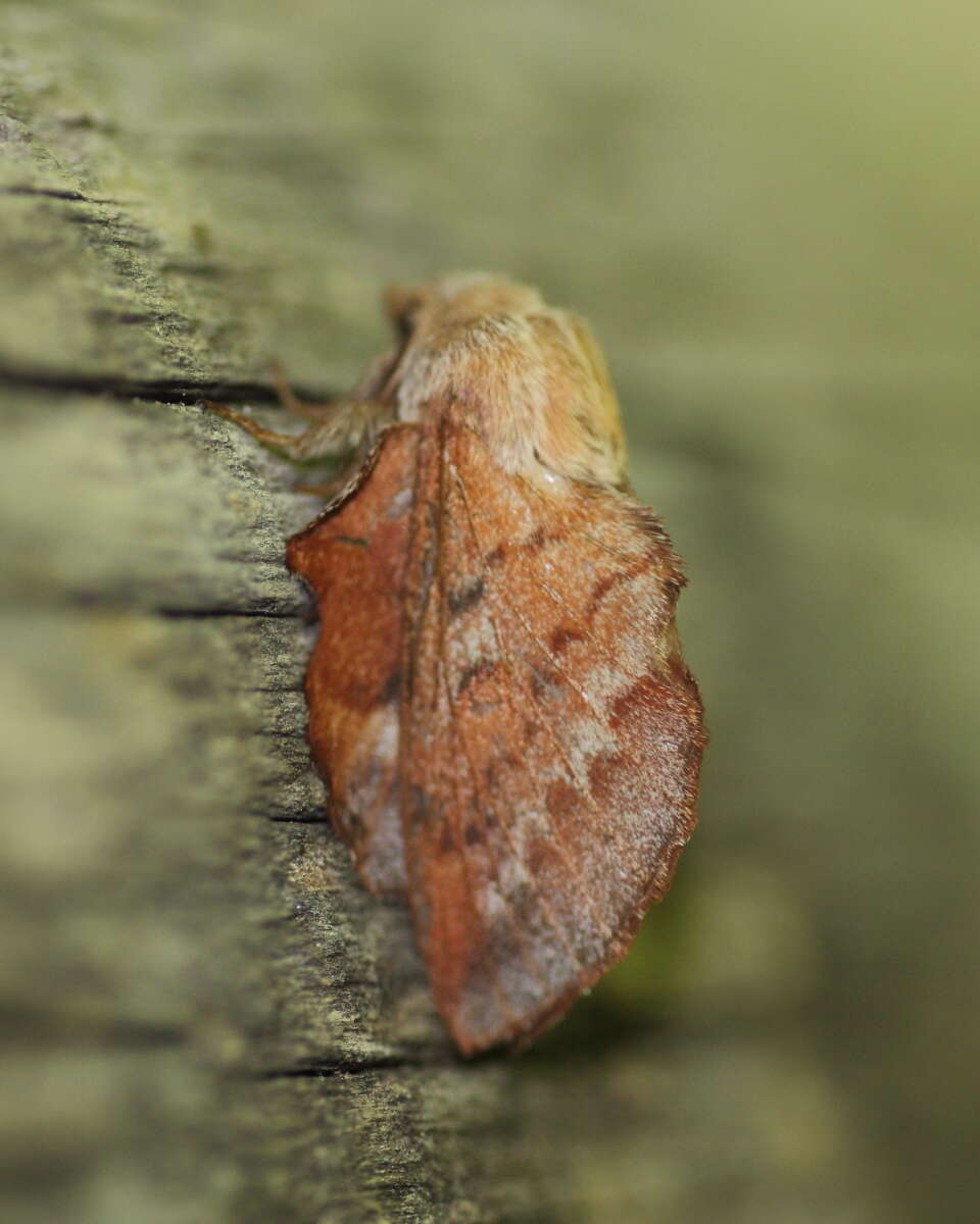 Image of American Lappet Moth