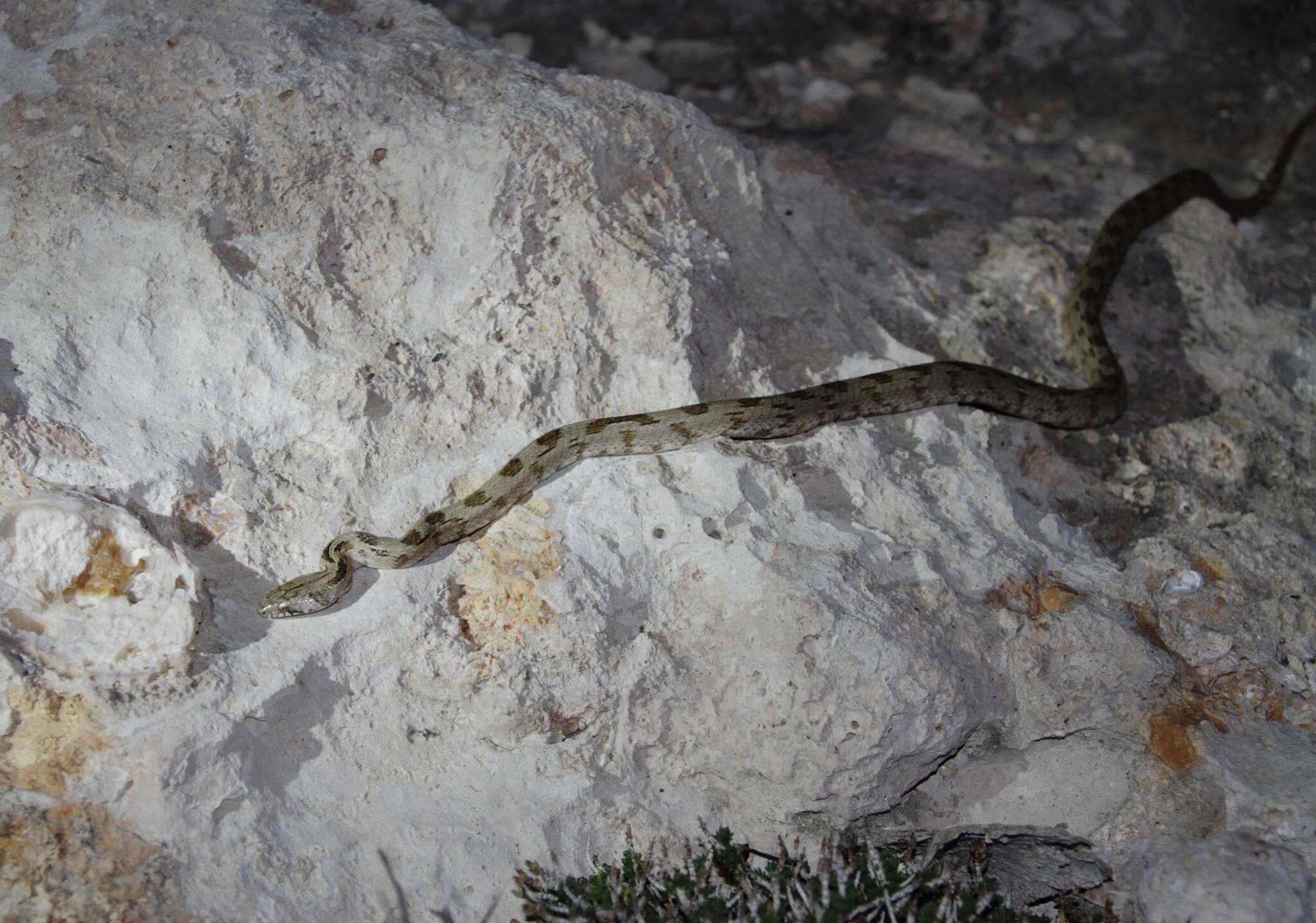 Sivun Telescopus fallax cyprianus (Barbour & Amaral 1927) kuva