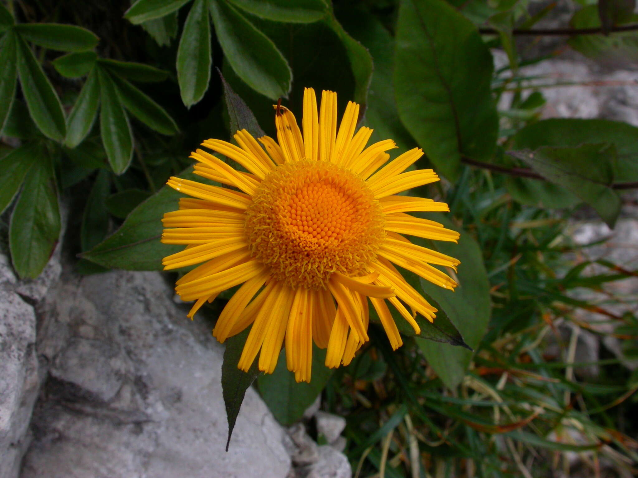 Image of dwarf oxeye