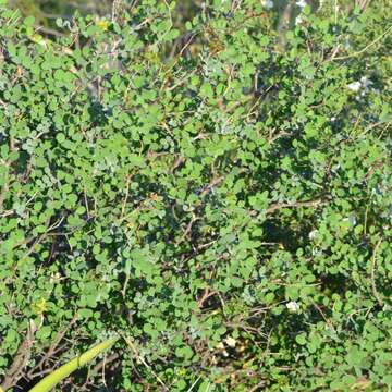 Image of <i>Denisophytum sessilifolium</i>