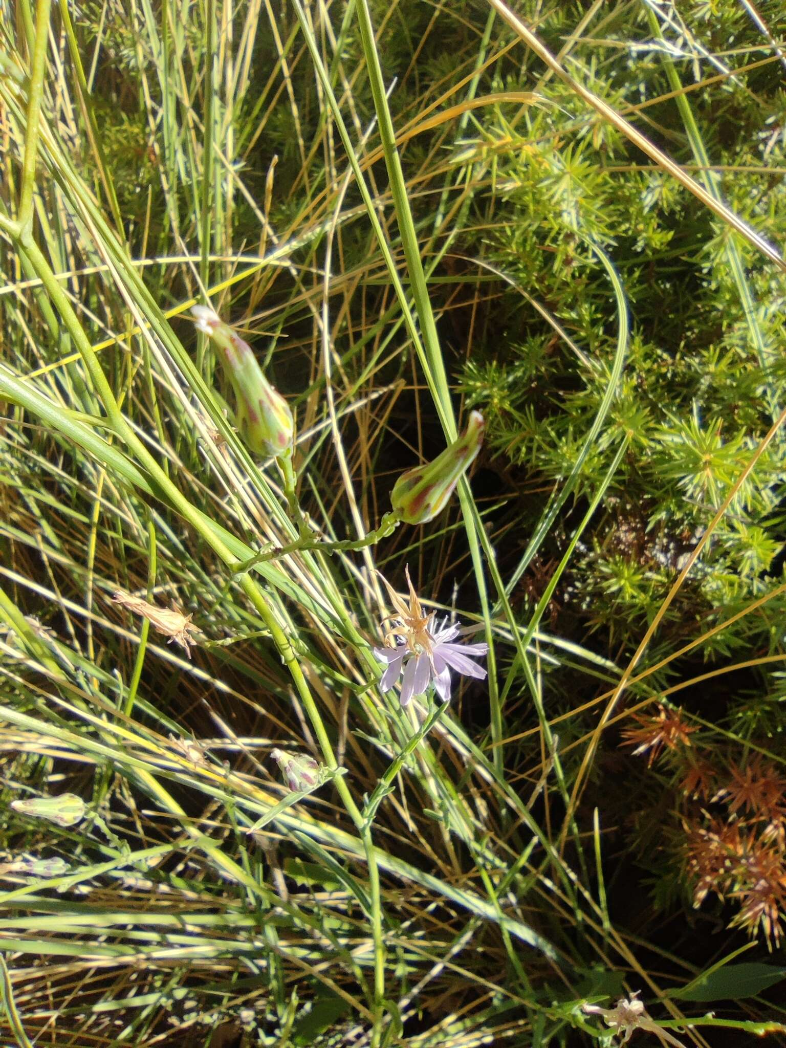 Image of Lactuca tenerrima Pourr.