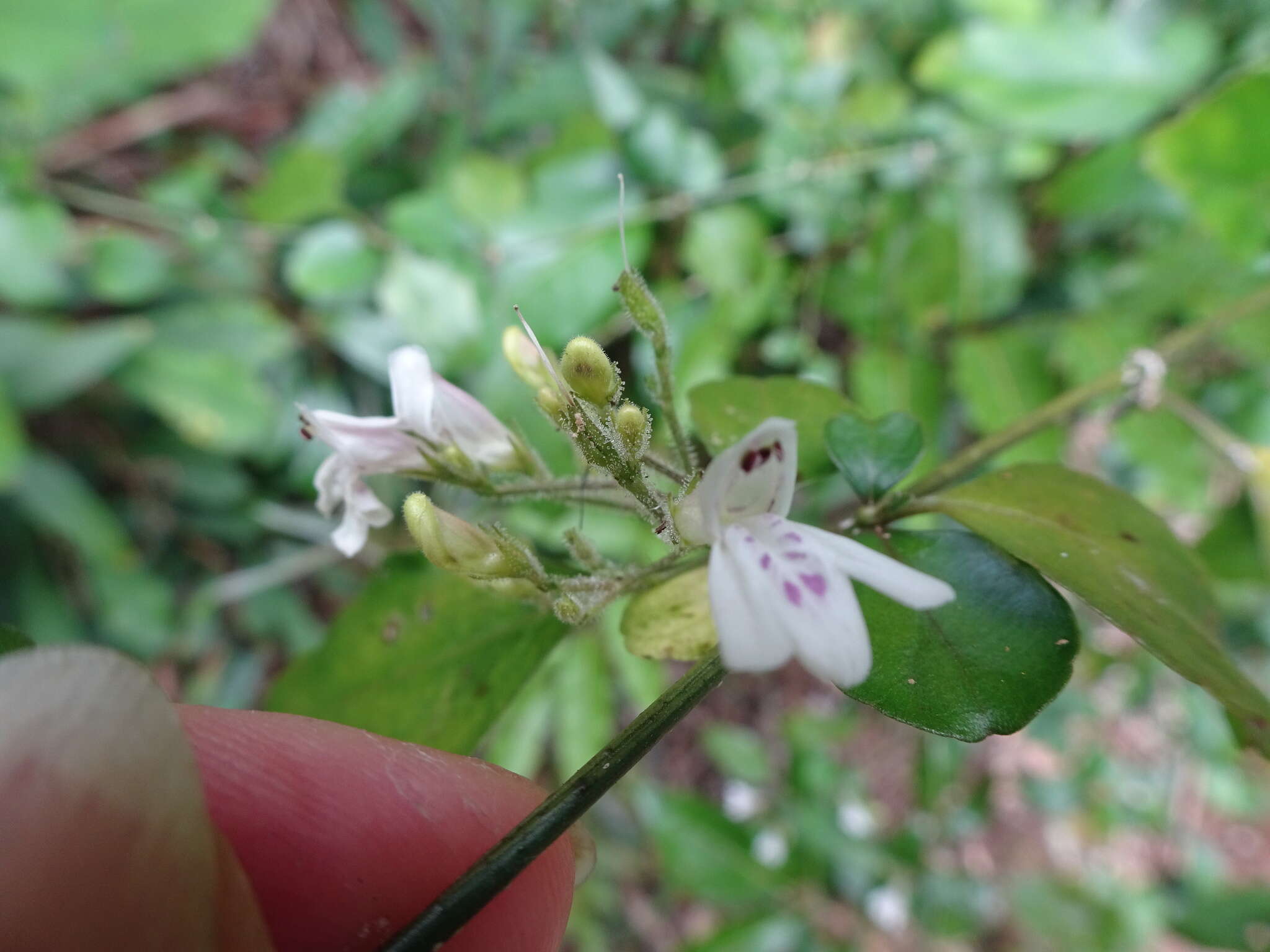 Image of Justicia pinensis S. Moore