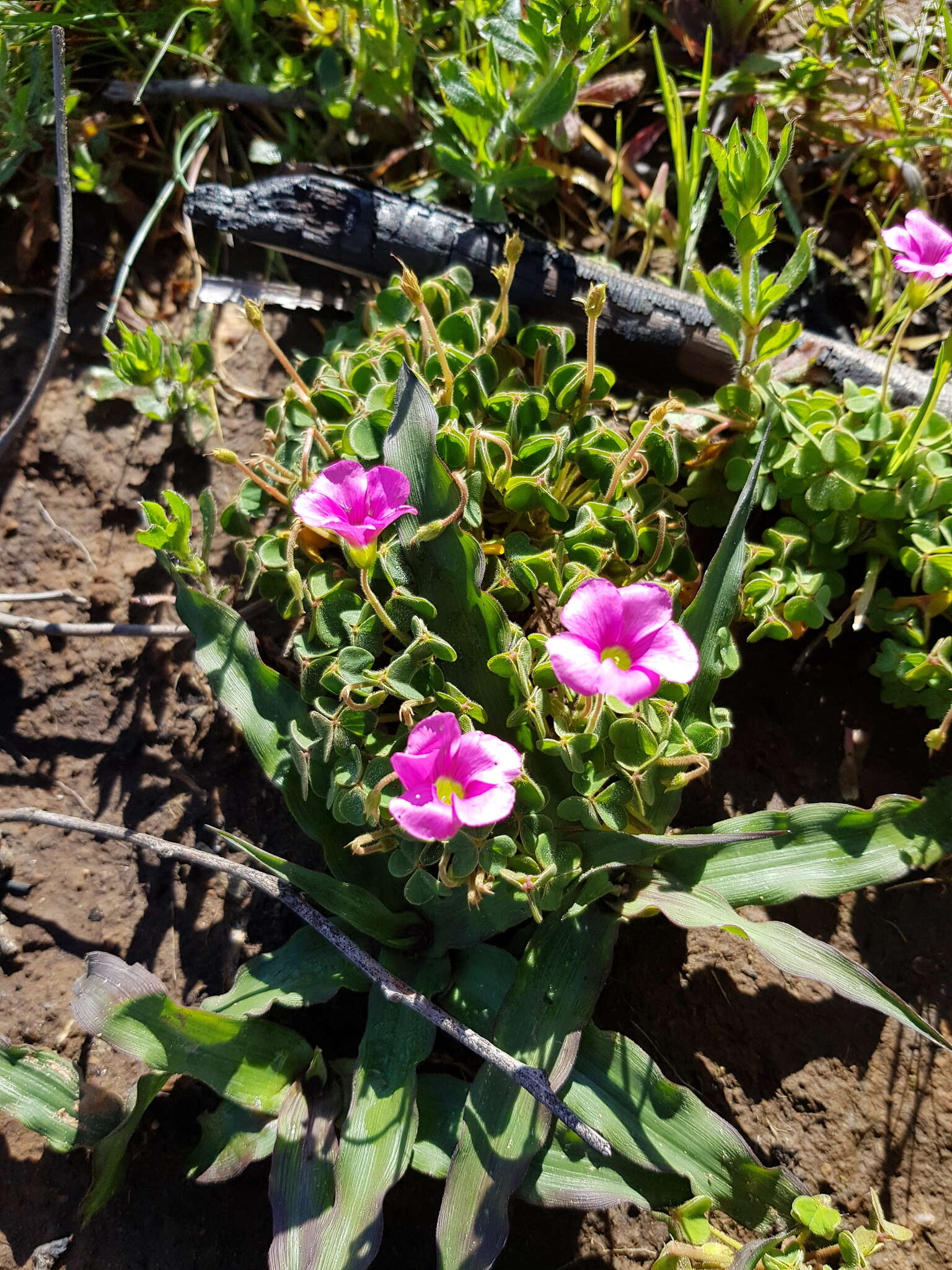 Sivun Oxalis lanata var. rosea T. M. Salter kuva