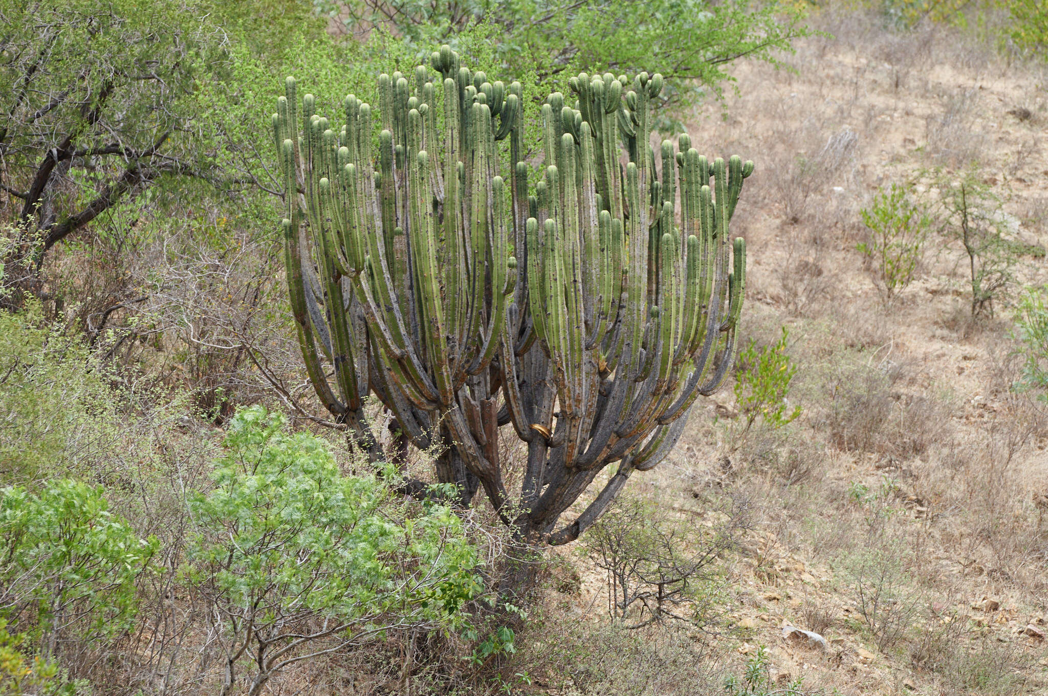 Image of Myrtillocactus schenckii (J. A. Purpus) Britton & Rose