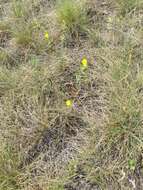 Oenothera serrulata Nutt. resmi