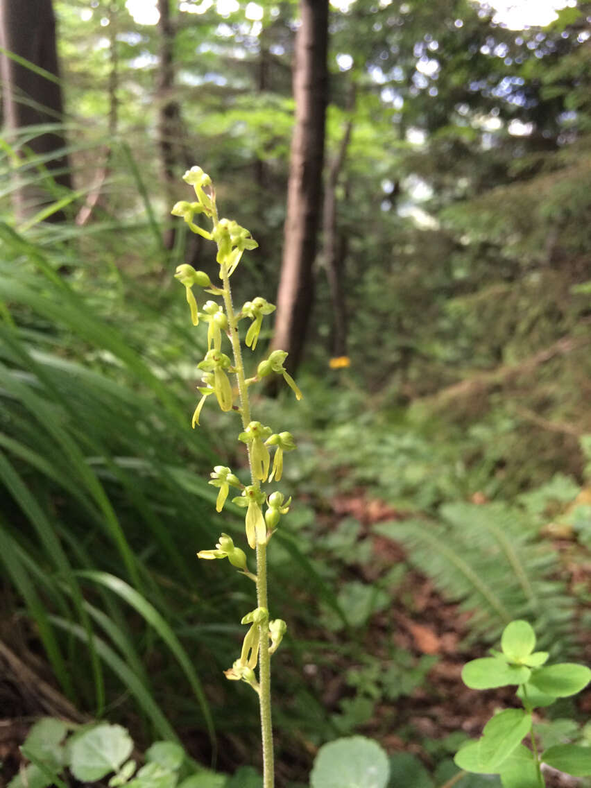 Image of Common twayblade