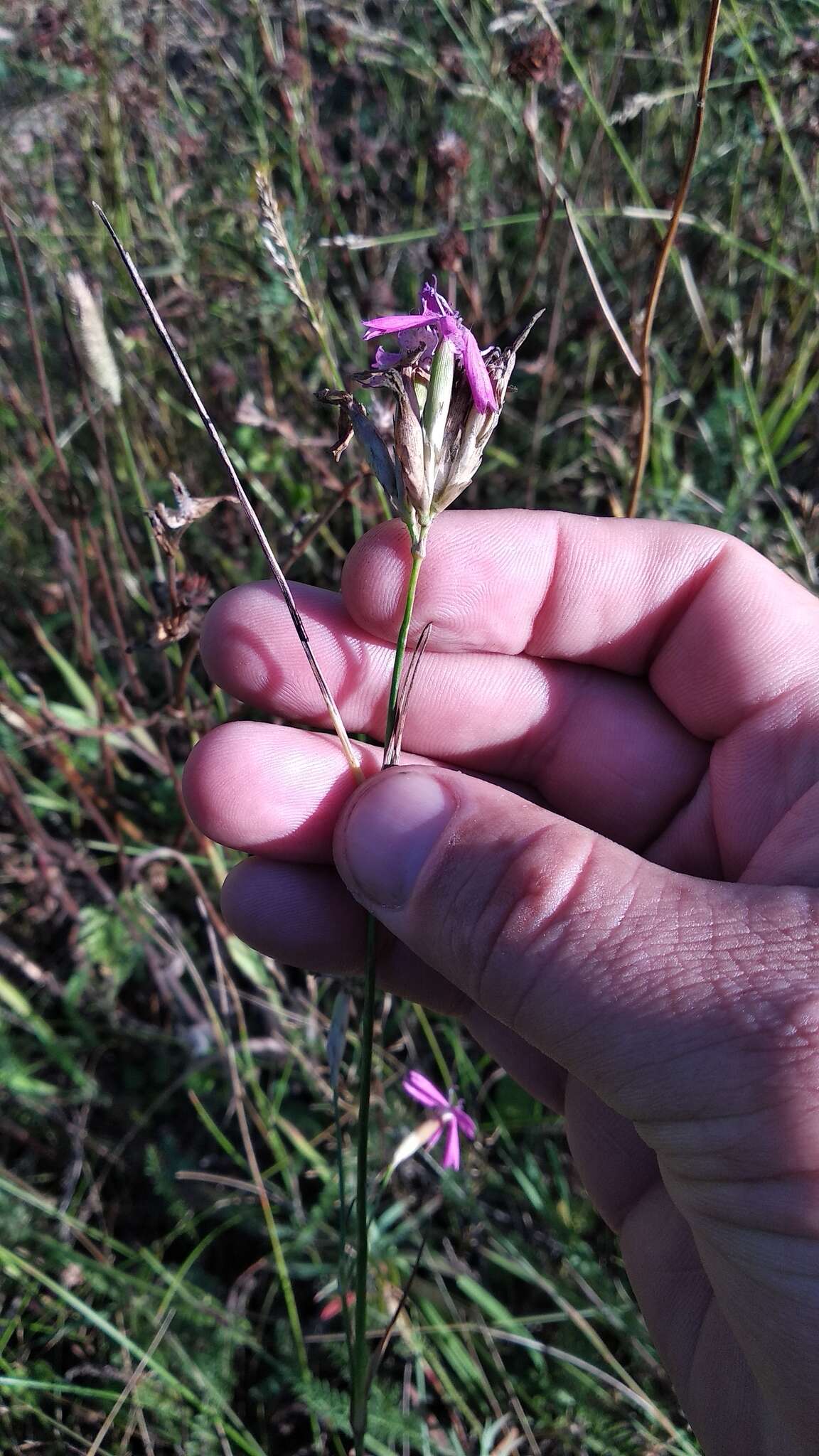 صورة Dianthus borbasii Vandas