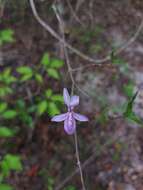 Image of Oplonia minor (Benoist) Stearn